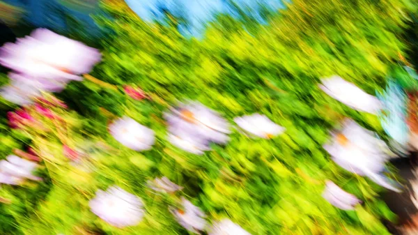 艳阳高照的阳光下 草木和花朵的背景图变暗了 摘要自然背景 模糊作为一种艺术装置 16X9格式 — 图库照片