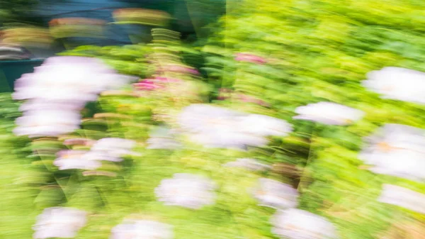 Parlak Güneşli Bir Günde Çimenlerin Çiçeklerin Arka Planının Çözülmesi Soyut — Stok fotoğraf