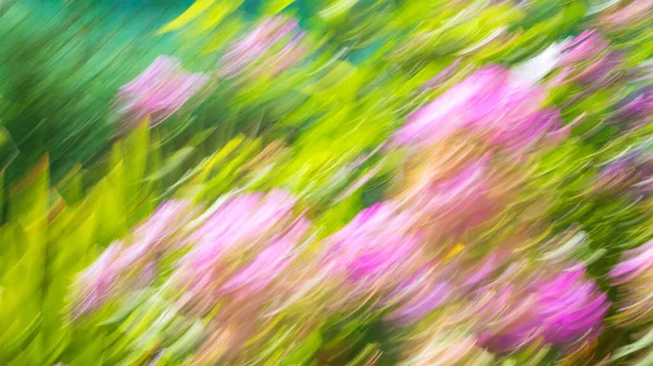 Fond Déconcentré Herbe Fleurs Par Une Journée Ensoleillée Plein Soleil — Photo