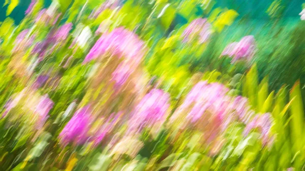 햇빛이 내리쬐는 날에는 꽃들의 변칙적 배경이었다 자연적 배경을 혼동하지 마십시오 로열티 프리 스톡 이미지