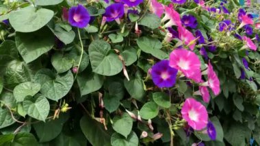 Birçok parlak çiçek mor sabah zaferi ya da Ipomoea purpurea yemyeşil yapraklar arasında büyür ve güneşli bir yaz gününde rüzgarda sallanır. Güzel bir doğa geçmişi var. Yakın plan..