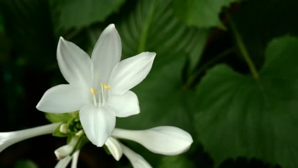 Hosta plantaginea ή plantain κρίνα από την οικογένεια asparagaceae με ανθισμένα λουλούδια φυτρώνουν στο παρτέρι ή στον κήπο και αιωρούνται στον ελαφρύ άνεμο. Επιλεκτική εστίαση. Κοντινό πλάνο. — Αρχείο Βίντεο
