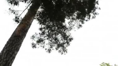 Uzun çam ağaçlarındaki dallar rüzgarda şiddetle sallanır. Fondip..