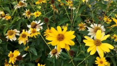 Çiçek tarlasında ya da botanik bahçesinde yeşil yaprakların arasında solmuş Kudüs enginarı ya da helianthus tüberosus çiçekleri. Sonbahar doğa konsepti. Rüzgarda sallanıyor. Yakın plan..