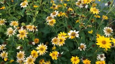 Çiçek tarlasında ya da botanik bahçesinde yeşil yaprakların arasında solmuş Kudüs enginarı ya da helianthus tüberosus çiçekleri. Sonbahar doğa konsepti. Rüzgarda sallanıyor. Ortam planı.
