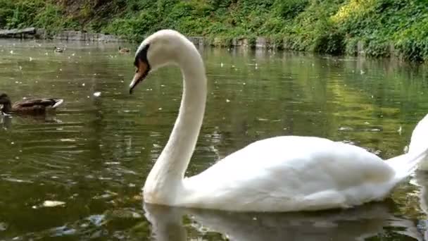 Elegáns fehér hattyú úszik a víz felszínén kis tó vagy tó közepén park nyáron. Közelről.. — Stock videók