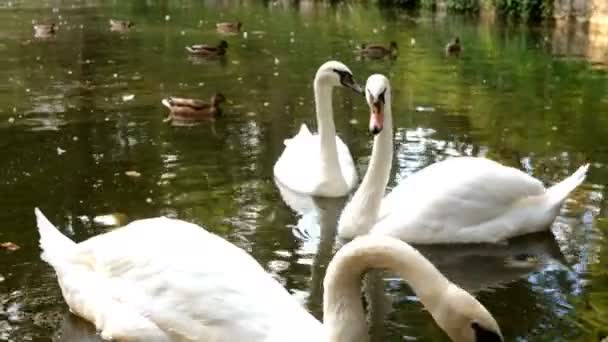 Elegante cisne blanco flotando en la superficie del agua en un pequeño estanque o lago en medio del parque en verano. De cerca.. — Vídeo de stock