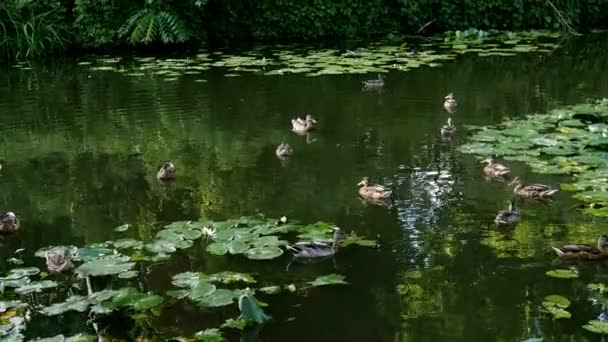 Many gray duck floating on green surface water in small pond or lake in middle of park in summer. Overall plan. — Stock Video