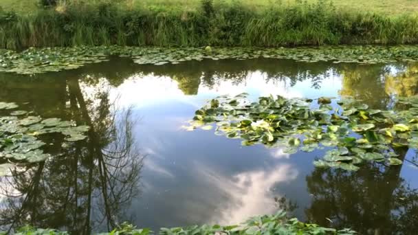 Waterlelies Groeien Een Riviertje Dat Stroomt Een Park Recreatiegebied Blauwe — Stockvideo