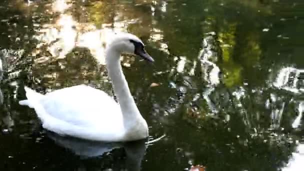 Elegáns Fehér Hattyú Úszik Víz Felszínén Kis Vagy Közepén Park — Stock videók