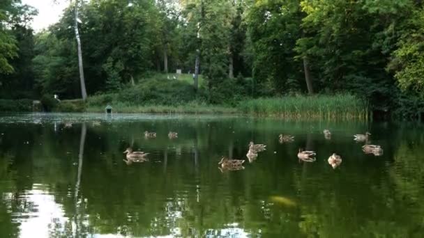 许多灰鸭漂浮在公园中央的小池塘或湖中的绿色水面上 总体计划 — 图库视频影像