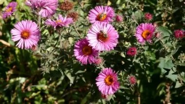 Birçok mor Symphyotrichum nova-angliae ya da New England aster, Asteraceae familyasındaki bitki hafif rüzgar ve arı üzerinde sallanıyor. Seçici odaklanma. Yakın plan..