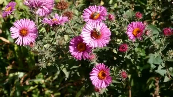 Muitos roxo Symphyotrichum novae-angliae ou New England aster, planta na família Asteraceae balançando no vento leve e abelha em cima dele. Foco seletivo. Close-up. — Vídeo de Stock