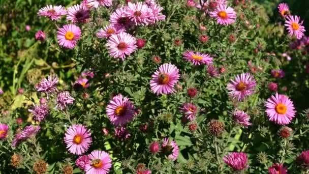 Багато фіолетових Symphyotrichum novae-angliae або New England aster, рослини в родині Asteraceae коливаються на легкому вітрі і бджоли на вершині. Вибіркове фокусування. Середній план. — стокове відео