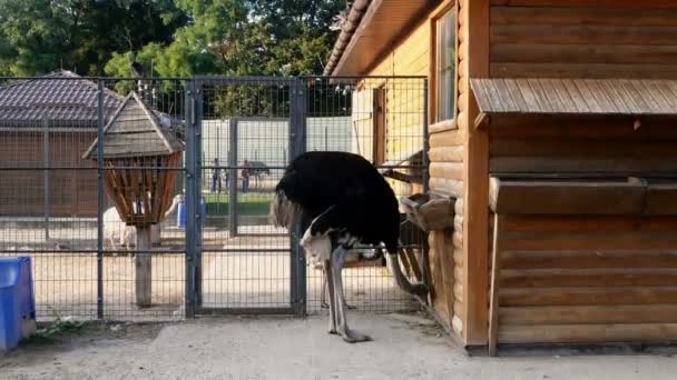 Duże afrykańskie strusie dziobają jedzenie na farmie strusia lub w zoo. Szeroki plan. — Wideo stockowe