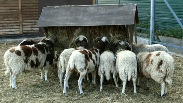 Velké stádo beranů, kteří jedí seno na zemědělské farmě nebo na ranči. Střední plán. — Stock video