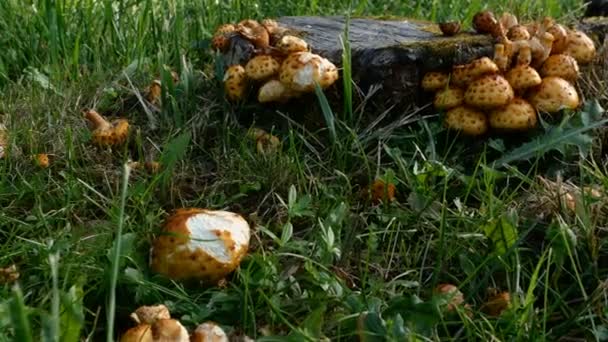 Tas de nombreux champignons poussent parmi l'herbe verte près de souche dans la forêt ou la plantation forestière. Plan moyen. — Video