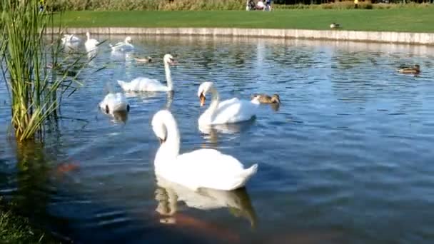 Cisne branco elegante flutuando na superfície da água em pequena lagoa ou lago no meio do parque no verão. Fechar. — Vídeo de Stock