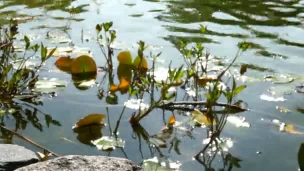 Tó vagy tó hullámokkal a vízen, és növekvő liliom és fű. Szépség a természetben. Finoman koncentrálj. Közelkép. — Stock videók