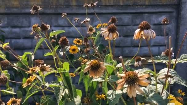 Alcachofa marchita de Jerusalén o flores helianthus tuberosus entre las hojas verdes en el macizo de flores o en el jardín botánico. Concepto de naturaleza otoñal. Balanceo en el viento. — Vídeos de Stock