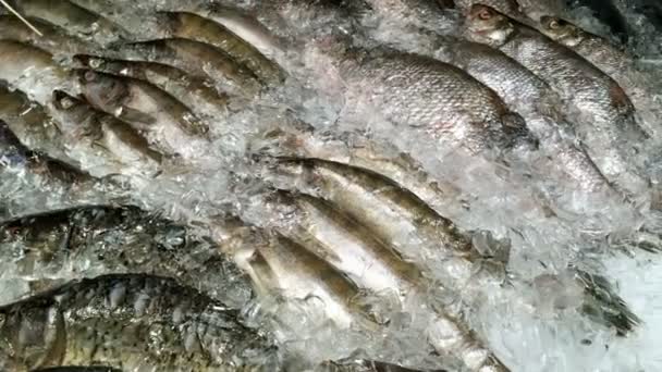 Una gran cantidad de pescado crudo congelado carpa cruciana espolvoreado con hielo picado en el mostrador en el mercado de pescado o en el supermercado. Primer plano. — Vídeo de stock