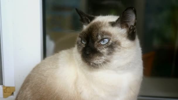 Gato siamés serio se sienta en el alféizar de la ventana por ventana de la casa, gira la cabeza y parpadea. Mirando la cámara. Primer plano. — Vídeos de Stock