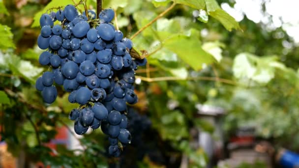 Куча темного винограда висит под дождем в винограднике или на заднем дворе. Капли дождя на виноград. Райская осень и суровая концепция. Крупный план. — стоковое видео