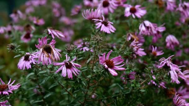 Muitos murcham roxo Symphyotrichum novae-angliae ou New England aster, planta na família Asteraceae balançando em vento leve sob chuva. Conceito de outono. Foco seletivo. Close-up. — Vídeo de Stock
