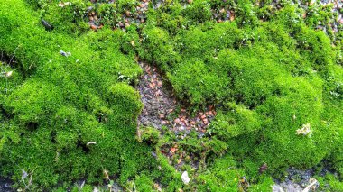Granit duvarda yetişen yeşil yosun ya da liken. Soyut arkaplan. Yakın plan. Açık havada..