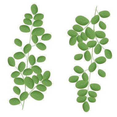 Düz stil Moringa vektör logo. Yalıtılmış nesne. Superfood moringa tıbbi meyve.