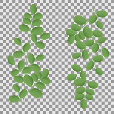 Düz stil Moringa vektör logo. Yalıtılmış nesne. Superfood moringa tıbbi meyve.