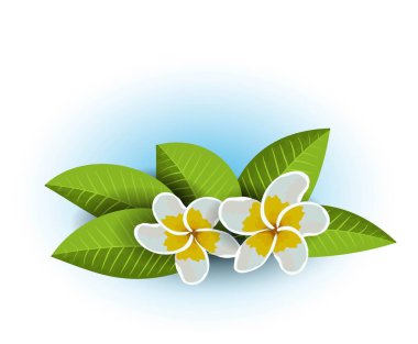 Yaz spa frangipani plumeria tropikal çiçek yeşil yaprakları, bali, hawaii, düzenlenebilir vektör çizim