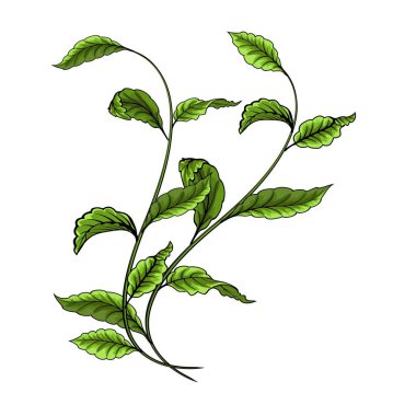 Beyaz arka plan vektör çizim yeşil yaprakları.