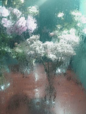 Şeffaf arka planda güzel bir şekilde çiçekler. Güzel gerçekçi yansıma. Modern model. Yaz dönemi. Botanik duvar kağıdı.