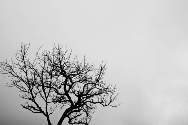 Siyah-beyaz modu moralsiz ağacında