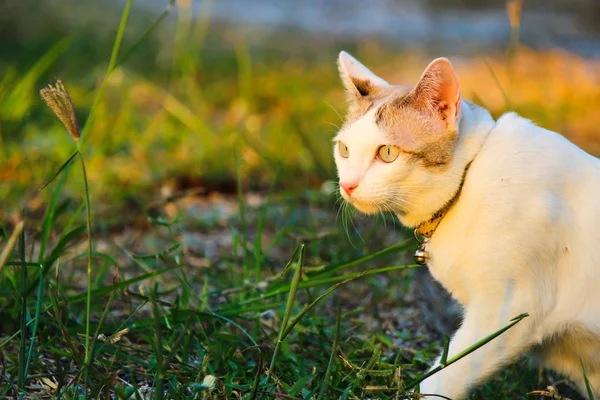 The cat was looking something with soft-focus of grass in the ba — Stock Photo, Image