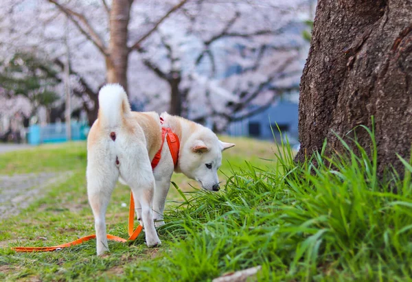 Pies Shiba Inu Patrzył Wąchał Coś Trawie Nieostrym Kwiatem Wiśni — Zdjęcie stockowe