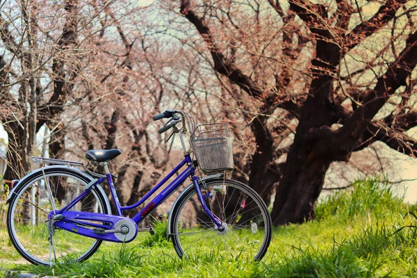 Bicicleta Azul Com Sakura Grama Fundo — Fotografia de Stock