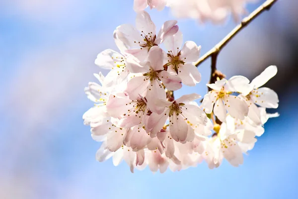 Güzel sakura (kiraz çiçeği) bahçede çiçek açar.