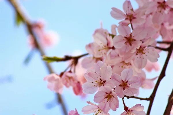 Güzel Sakura Kiraz Çiçeği Bahçede Çiçek Açar - Stok İmaj