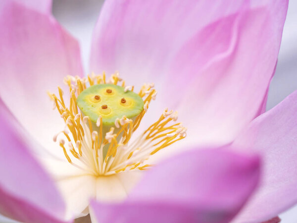 Selective focus of bee flying on pollinating of lotus flower in the pond