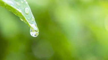 Su damla yaprak yeşil üzerinde kopya alanı (seçici odak bulanıklık zemin üzerine güneş ışığı ile yakın çekim)
