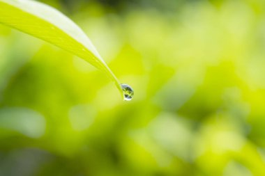 Su damla yaprak yeşil üzerinde kopya alanı (seçici odak bulanıklık zemin üzerine güneş ışığı ile yakın çekim)