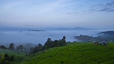 Güzel Misty yeşil paddy alan manzara / kırsal Chiangmai, Tayland için sabah alan fram pilav
