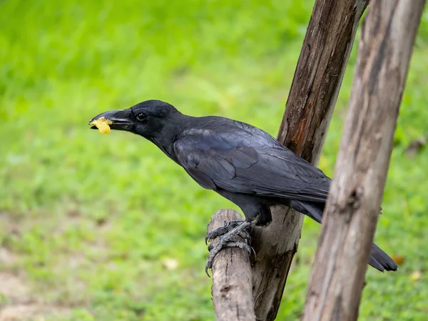 Crow Raven / Black bird eating food on wooden branch with green bokeh background in the garden