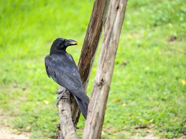 Crow Raven Black Bird Eating Food Wooden Branch Green Bokeh — Stock Photo, Image