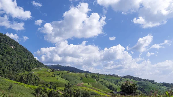Güzel Manzara Mavi Beyaz Bulut Yeşil Paddy Alanın Üzerine Sky — Stok fotoğraf