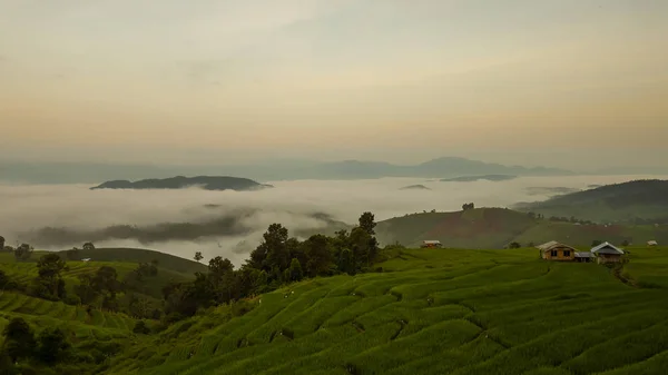 Hermoso Paisaje Misty Sobre Campo Arroz Verde Campo Arroz Fram —  Fotos de Stock