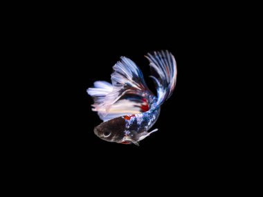 Renkli Siyam mücadele balık yakın / betta balık izole / siyah arka plan üzerinde (seçici odak)