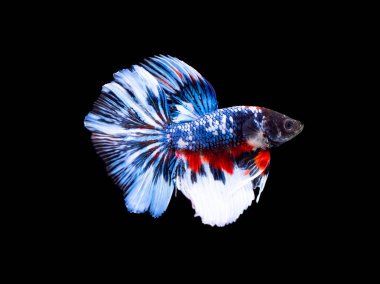 Renkli Siyam mücadele balık yakın / betta balık izole / siyah arka plan üzerinde (seçici odak)